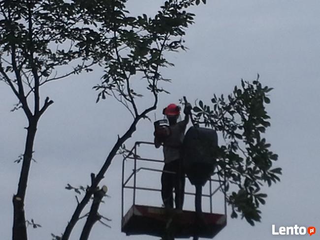Wycinka drzew, usługi podnośnikiem koszowym, zwyżka