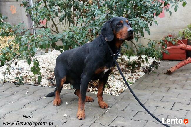 Hans - w typie polskiego gończego