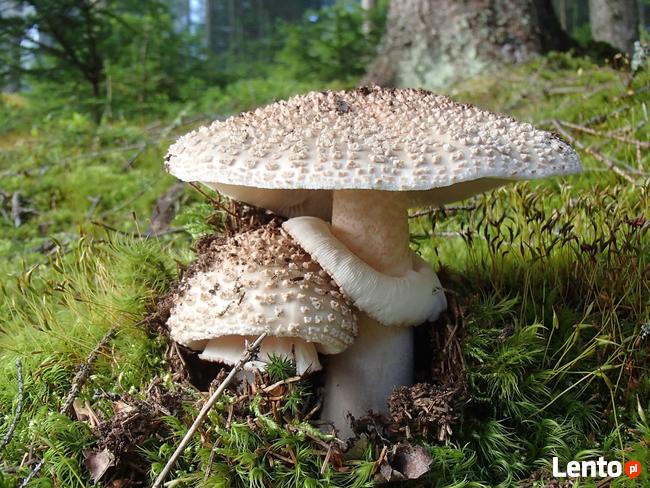 Muchomor czerwieniejący Mycelium.Grzybnia Biologiczna