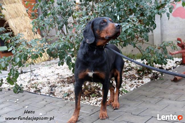 Hans - w typie polskiego gończego