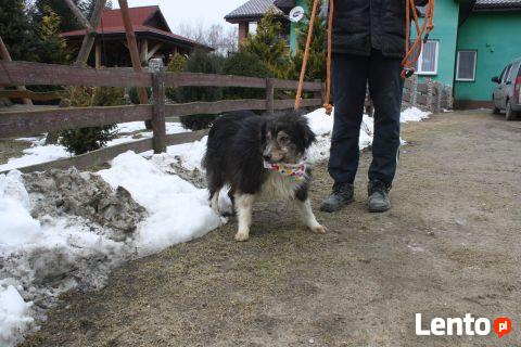 Spokojny TIMI border collie - tricolour do adopcji
