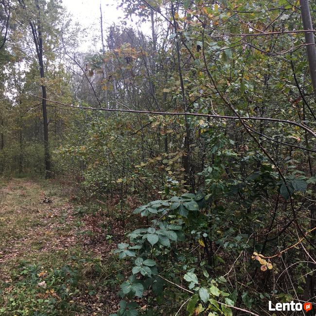 Sprzedam działkę w Nowym Prażmowie ul.Leśna