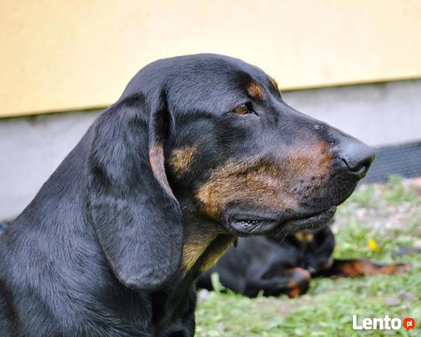 GOŃCZE POLSKIE reproduktory użytkowe zapraszają