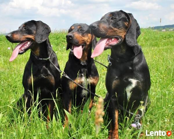 GOŃCZE POLSKIE reproduktory użytkowe zapraszają