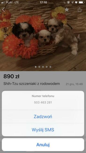 Psy z pseudo na Osowej puchate i gladkie teraz szable