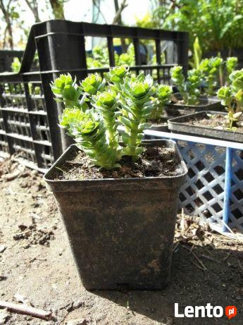 Różeniec górski (Rhodiola rosea), sadzonka w donicze P9