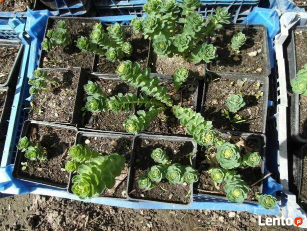 Różeniec górski (Rhodiola rosea), sadzonka w donicze P9