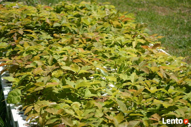 Dąb czerwony sadzonka z kasety