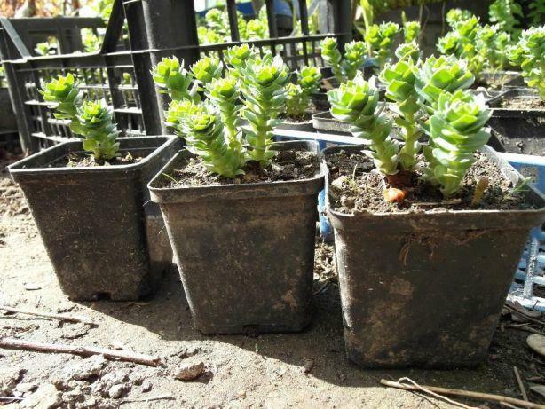 Różeniec górski (Rhodiola rosea), sadzonka w donicze P9