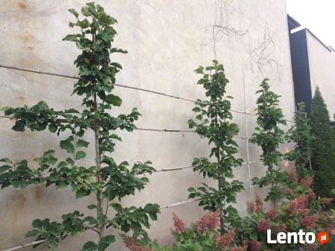 Ogrody kompleksowo Ostrów Mazowiecka i okolice. Minikoparka.