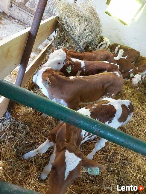 Sprzedaż cielaków Częstochowa