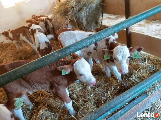 Sprzedaż cielaków Częstochowa