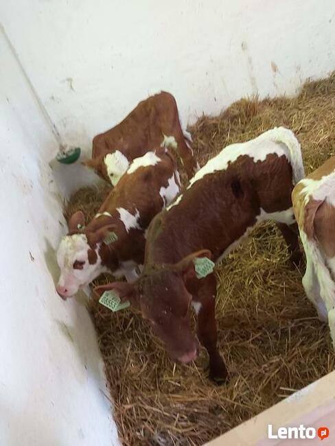 Sprzedaż cielaków Częstochowa