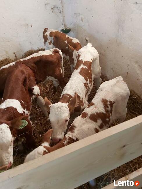 Sprzedaż cielaków Częstochowa