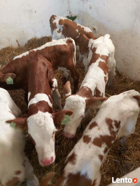 Sprzedaż cielaków Częstochowa