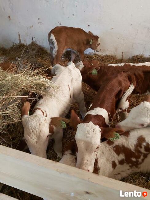 Sprzedaż cielaków Częstochowa