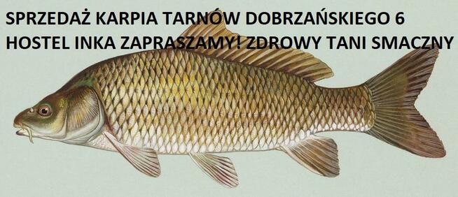 CENTRUM SPRZEDAŻY KARPIA TANIO TARNÓW DOBRZAŃSKIEGO 6