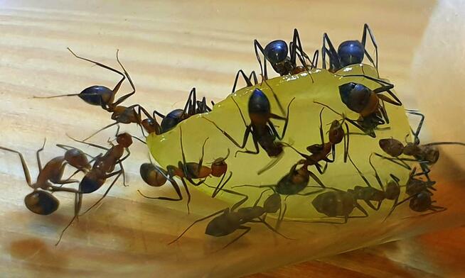 Mrówki Camponotus nicobarensis Q + 31-40 robotnic