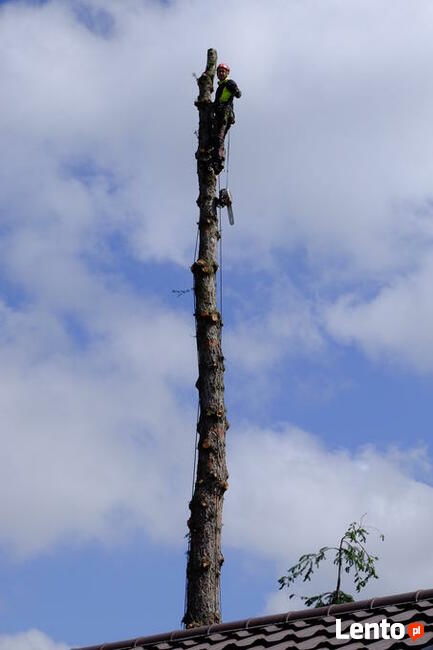 podnośnik koszowy, zwyżka, wysięgnik, wycinka drzew