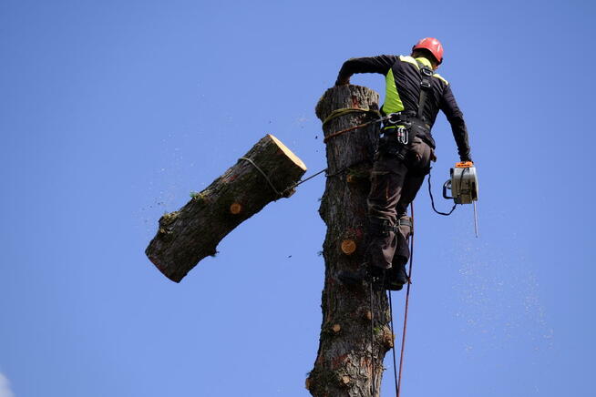 podnośnik koszowy, zwyżka, wysięgnik, wycinka drzew