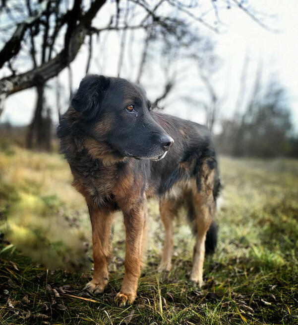 Owczarek kaukaski mix, łagodny, spokojny pies do adopcji.