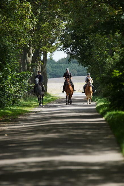Obozy Konne dla dorosły, Obozy Jeżdzieckie, Domki Letniskowe