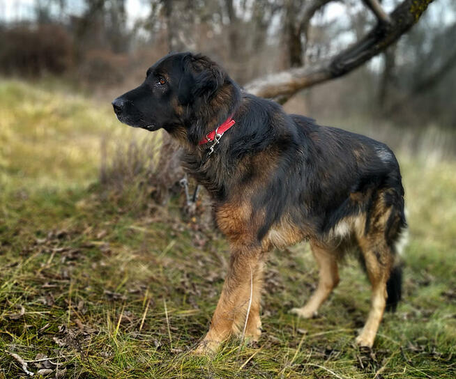 Owczarek kaukaski mix, łagodny, spokojny pies do adopcji.
