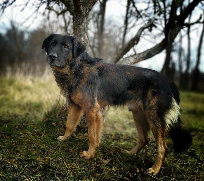 Owczarek kaukaski mix, łagodny, spokojny pies do adopcji.