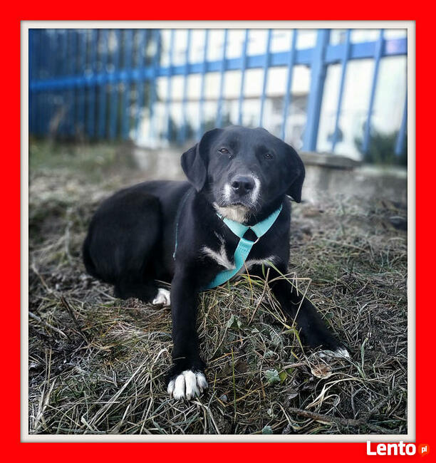 Archiwalne Labradorka Mix 1 Rok Przyjazna Czarna Do Adopcji Bydgoszcz