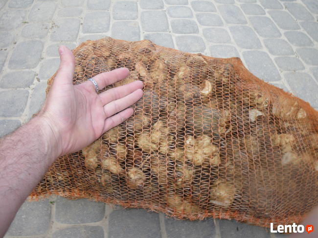Topinambur 10 kg świeża bulwa oferta specjalna