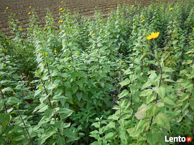 Topinambur 10 kg świeża bulwa oferta specjalna