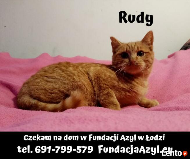 [Do adopcji]: Rudy - przyjaciel dla człowieka i kotków!