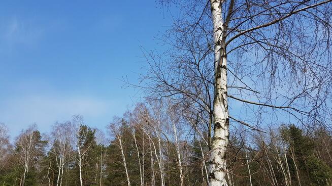 Działka budowlana Malcanów gm. Wiązowna, Podleśna