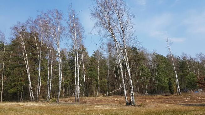 Działka budowlana Malcanów gm. Wiązowna, Podleśna