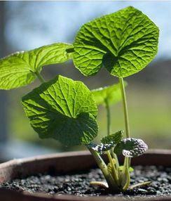 54 X WASABI PLANTS farm japan sushi seed plant