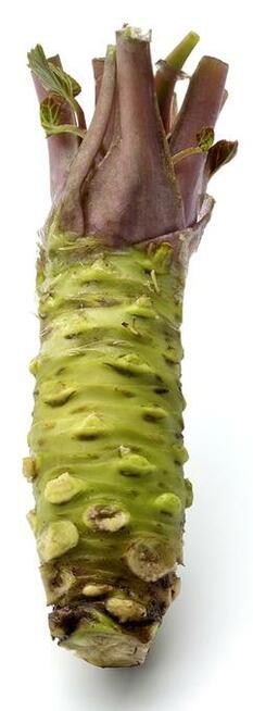 54 X WASABI PLANTS farm japan sushi seed plant