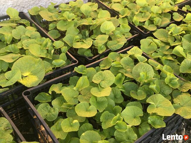 54 X WASABI PLANTS farm japan sushi seed plant