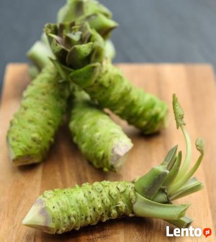 54 X WASABI PLANTS farm japan sushi seed plant