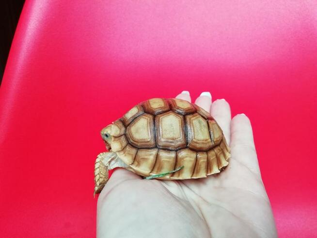 Żółw pustynny sulcata / żółwie sprzedam