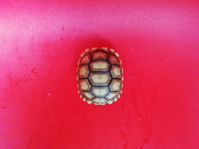 Żółw pustynny sulcata / żółwie sprzedam