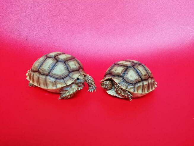 Żółw pustynny sulcata / żółwie sprzedam