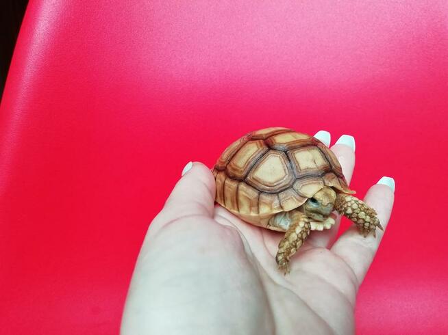 Żółw pustynny sulcata / żółwie sprzedam