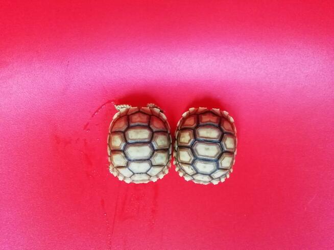 Żółw pustynny sulcata / żółwie sprzedam