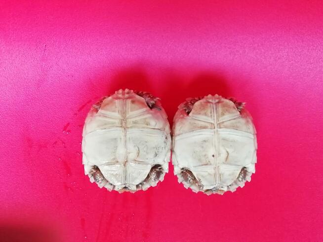 Żółw pustynny sulcata / żółwie sprzedam