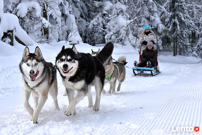 Psie zaprzęgi, atrakcja turystyczna, pomysł na prezent