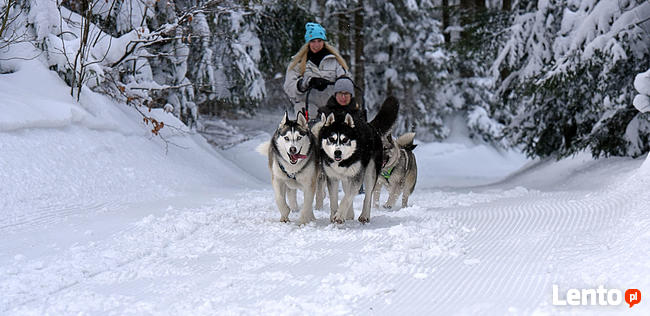 Psie zaprzęgi, atrakcja turystyczna, pomysł na prezent