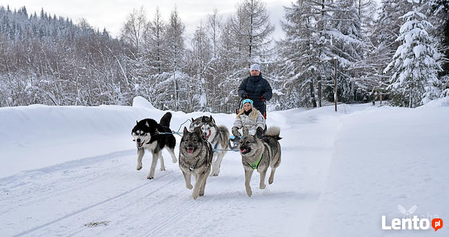 Psie zaprzęgi, atrakcja turystyczna, pomysł na prezent