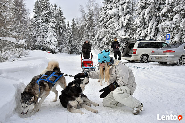 Psie zaprzęgi, atrakcja turystyczna, pomysł na prezent