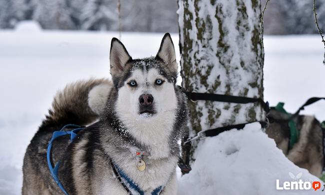 Psie zaprzęgi, atrakcja turystyczna, pomysł na prezent