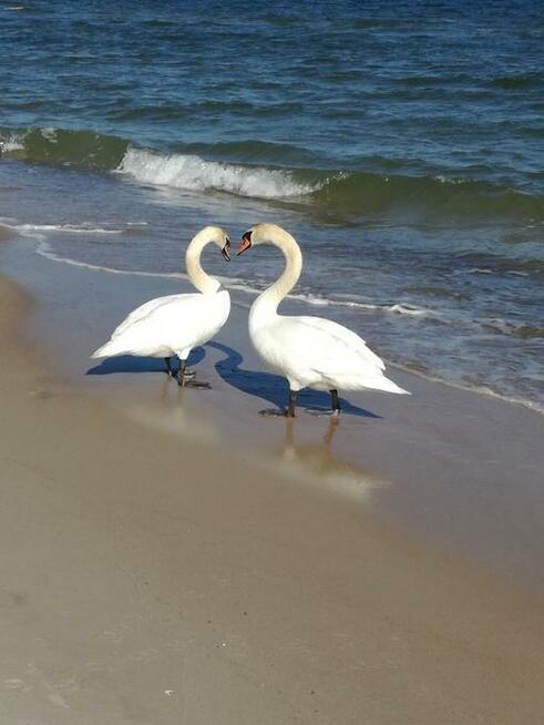 Wynajmę domek nad morzem